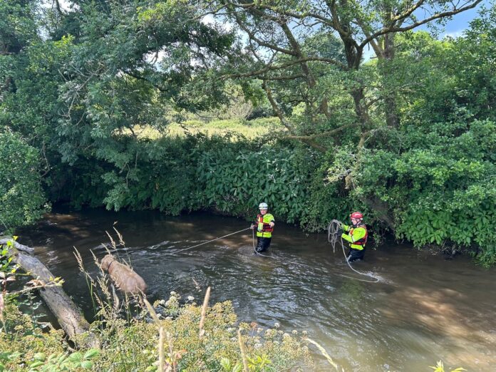 Whitland Calf Rescue 02