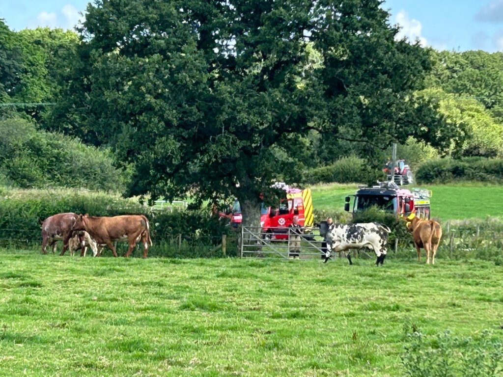 Whitland Calf Rescue 03