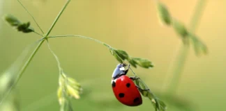 How To Attract Ladybirds To Your Garden – And Why You Should c45c0700 6124 43b8 af91 6db5cae09376