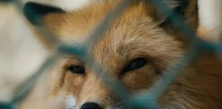 Keep Animals Skip Safe! keep animal skip safe