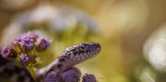 UK Species On The Brink Of Extinction pexels chris f 38966 18691048