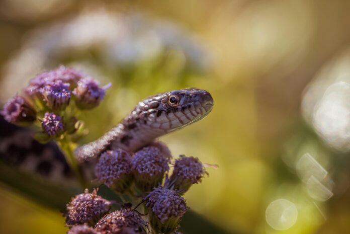 pexels chris f 38966 18691048