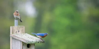 Ecologists Reveal Worst Places To Put A Bird Box In Your Garden pexels chris f 38966 32042473