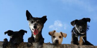 Welsh Puppies Needed For Ground-Breaking Research pexels edd1egalaxy 3628100