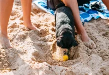 Keep Tails Wagging: Hidden Hazards Dogs Face At Beaches And Picnics pexels freestocks 18254571