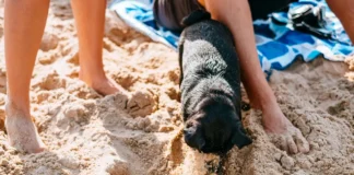 Keep Tails Wagging: Hidden Hazards Dogs Face At Beaches And Picnics pexels freestocks 18254571