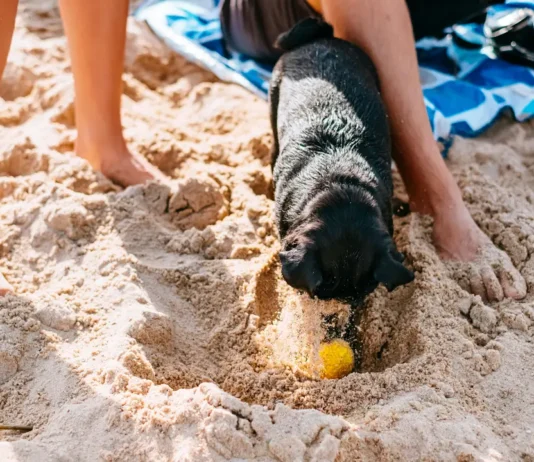 Keep Tails Wagging: Hidden Hazards Dogs Face At Beaches And Picnics pexels freestocks 18254571