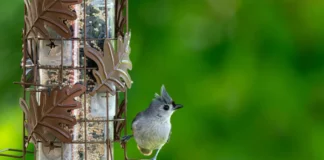 How To Create A Bird Friendly Garden pexels jay brand 1763356224 32850267