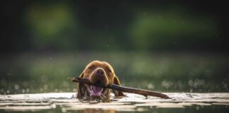 Dogs Trust Warns Owners Across Wales Of Blue-Green Algae Risk Amid Ongoing Hot Weather pexels jozef feher 356581 2774140