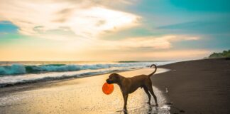 10 Dog-Friendly Things To Do In The UK This Summer pexels lenin estrada 117221 2896297
