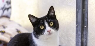 Special Home Needed For A Cat Who Spent The First Month In RSPCA Care Hiding unnamed (1)