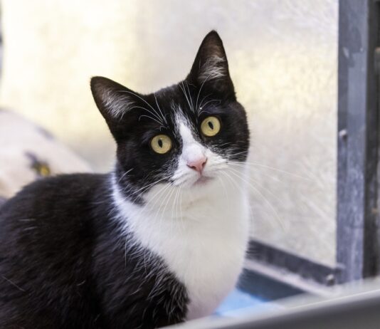 Special Home Needed For A Cat Who Spent The First Month In RSPCA Care Hiding unnamed (1)