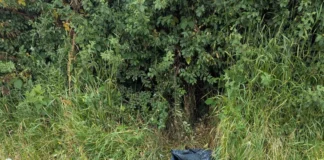 Dead Pigeons Found In Suspicious Circumstances In Newport unnamed (3)