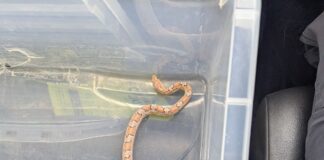 RSPCA Cymru Braced For Summer Rise In Stray Snake Reports unnamed