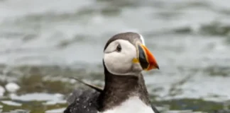 Puffin Released Back Into The Wild After Being Found 110 Miles Inland unnamed