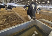 Dairy Farmers Urged to Disinfect Water Lines Pre-Housing After Hot Summer Cow water pic @300 Roam Technology