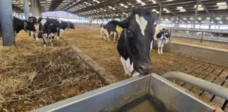 Dairy Farmers Urged to Disinfect Water Lines Pre-Housing After Hot Summer Cow water pic @300 Roam Technology