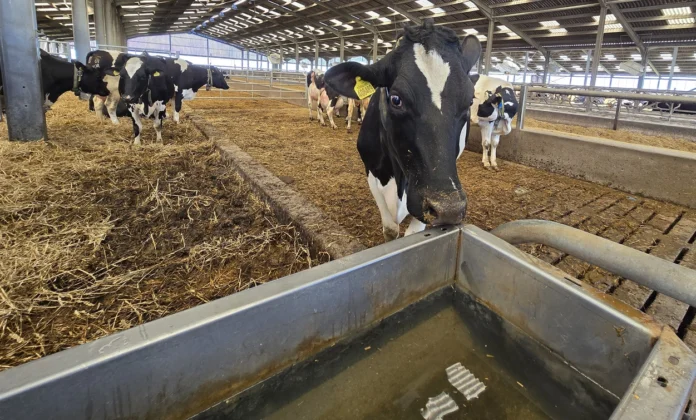 Cow water pic @300 Roam Technology