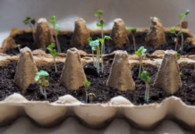 British Garden Centres’ Ideas For Fun Upcycled Plant Containers For Kids To Try Over Summer Egg box planters credit Pixabay