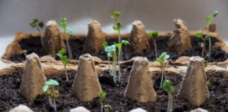 British Garden Centres’ Ideas For Fun Upcycled Plant Containers For Kids To Try Over Summer Egg box planters credit Pixabay