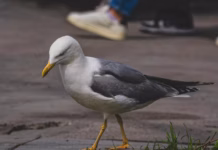 RSPCA Cymru Appeal For More Information After Gull Kicked In Barmouth free photo of close up of seagull walking on pavement
