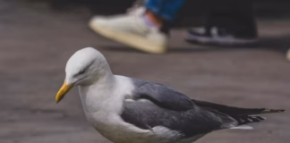 RSPCA Cymru Appeal For More Information After Gull Kicked In Barmouth free photo of close up of seagull walking on pavement