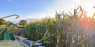 Protect Maize To Help Offset Grass Silage Shortfalls maize harvest