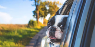 Stress-Free International Pet Travel – National Dog Day 26th August pexels freestocks 134392 (1)