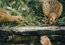 Chirp-Cuterie – How To Create French-Inspired Snack Platters For Garden Birds pexels joecory94 5840775