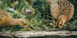 Chirp-Cuterie – How To Create French-Inspired Snack Platters For Garden Birds pexels joecory94 5840775