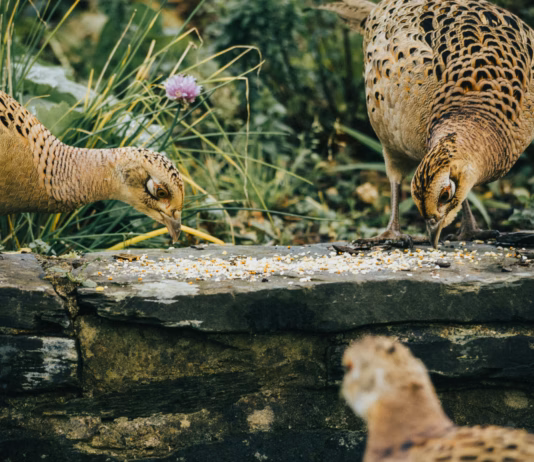 Chirp-Cuterie – How To Create French-Inspired Snack Platters For Garden Birds pexels joecory94 5840775