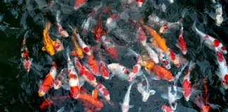 Six Simple Ways To Protect Your Pond And The Wildlife That Depends On It pexels quang nguyen vinh 222549 2582685