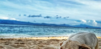 Expert Gives The One Piece Of Advice All Dog Owners Should Know Before Going On A UK Holiday pexels rjmadelomobilephotography 928447