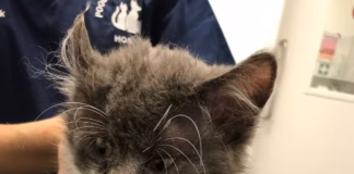 RSPCA Figures Reveal 885 Reports Of Animal Beatings In Wales This Summer unnamed (8)