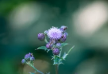 Wildlife-Friendly Weeds To Keep In Your Garden 2618f3b5 a27a 49f6 b6e5 74725d3274cd