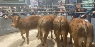 Bishops Castle autumn store cattle sales open with “outstanding trade” Bish Castle store cattle Sept 18