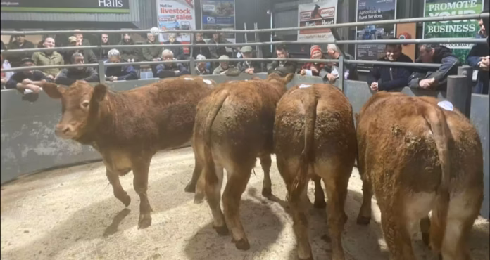 Bish Castle store cattle Sept 18