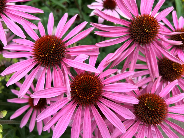 Echinacea Echinacea