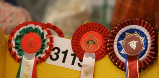 Spring Festival ends as RWAS sharpens future focus RWAS Spring Festival rosettes