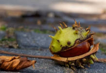 Conker Caution! Dogs Trust Warns Of Harmful Conkers This Autumn pexels guvo59 27968293
