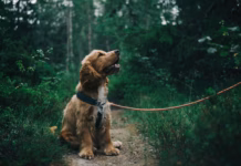 Join The RSPCA’s Walk To Remember This Weekend In Memory Of Beloved Pets pexels jagheterjohann 1254140