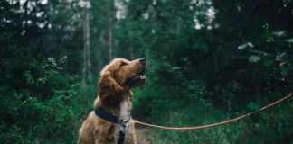 Join The RSPCA’s Walk To Remember This Weekend In Memory Of Beloved Pets pexels jagheterjohann 1254140