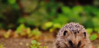 UK Households Urged To Help Hedgehogs Before Hibernation pexels pixabay 207839