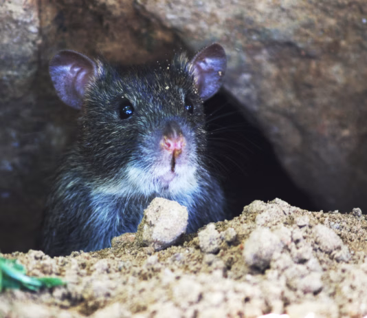 Homeowners Warned Rat Infestations Could Threaten Property Values This Winter pexels shashank 95399