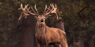 Rutting Season Sparks Warnings For Visitors To Deer Parks pexels victoria bowers 148548814 10487861