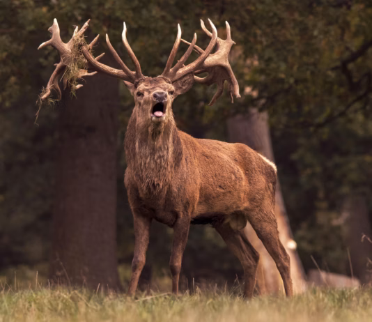 Rutting Season Sparks Warnings For Visitors To Deer Parks pexels victoria bowers 148548814 10487861
