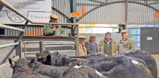 Prices soar to £2,850 for suckled calves at Bishops Castle show and sale Jack Bedell Cup winner Oct 22 2025