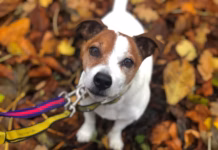 Remember, Remember The 5th Of October – Dogs Trust Urges Owners To Act Now To Reduce Stress This Firework Season “Remember Remember 5th October” Dogs Trust urges owners to act now to reduce stress this firework s