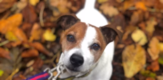 Remember, Remember The 5th Of October – Dogs Trust Urges Owners To Act Now To Reduce Stress This Firework Season “Remember Remember 5th October” Dogs Trust urges owners to act now to reduce stress this firework s