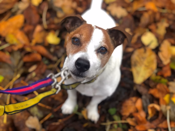 “Remember Remember 5th October” Dogs Trust urges owners to act now to reduce stress this firework s